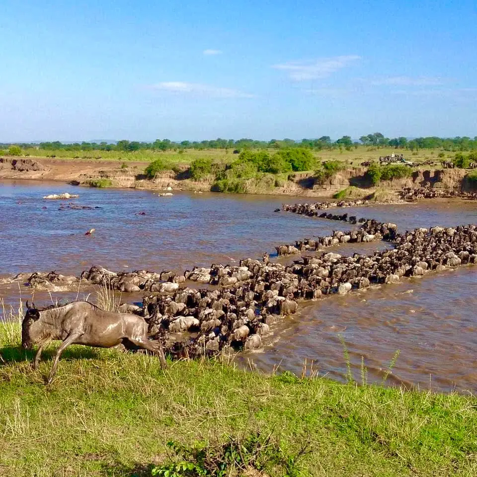 Serengeti