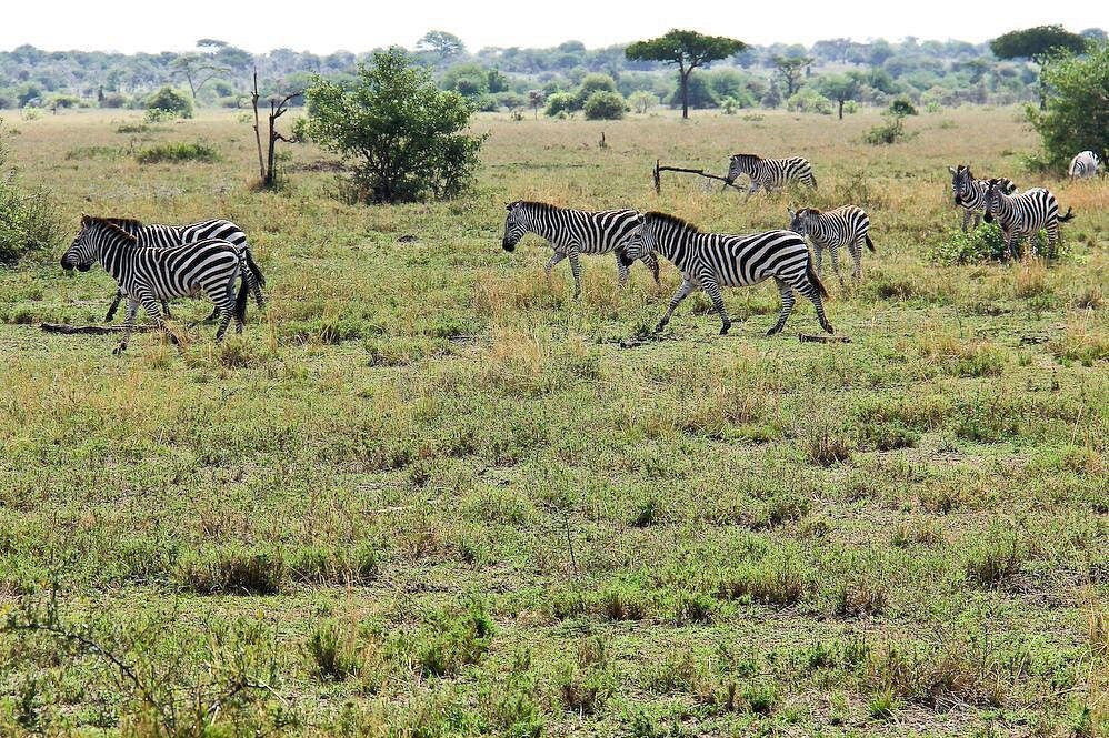 Tarangire