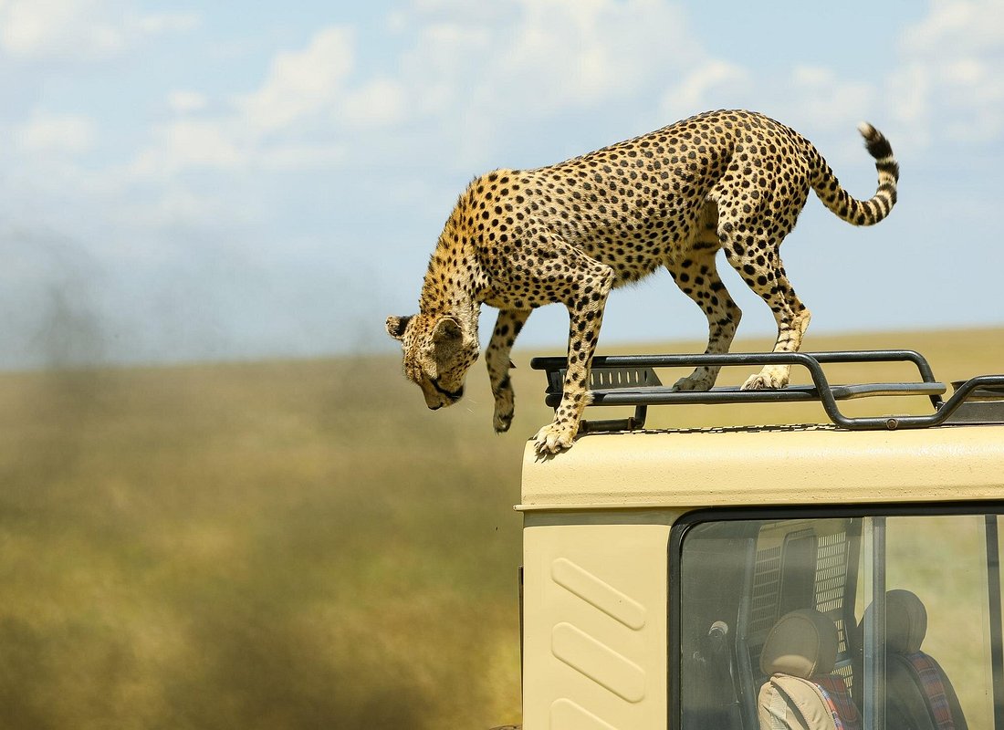 Arusha Walking Safari & Classic Ngorongoro Game-Drive